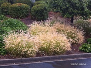 Pennisetum orientale 1